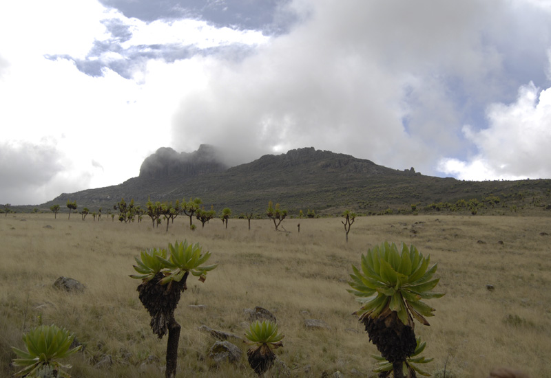 Koitobos peak on Mount Elgon, Kenya side of the mountain